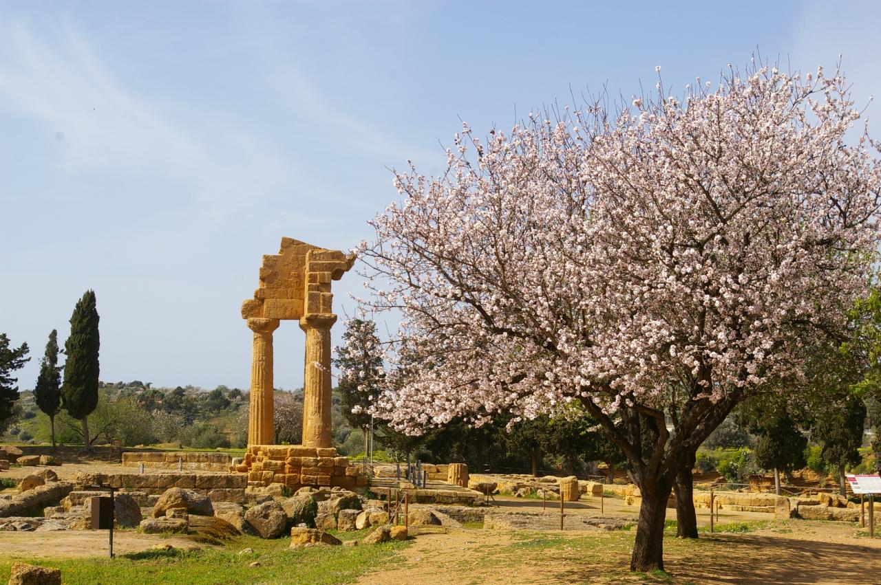 13.03.01 Agrigente, la vallée des temples (42)