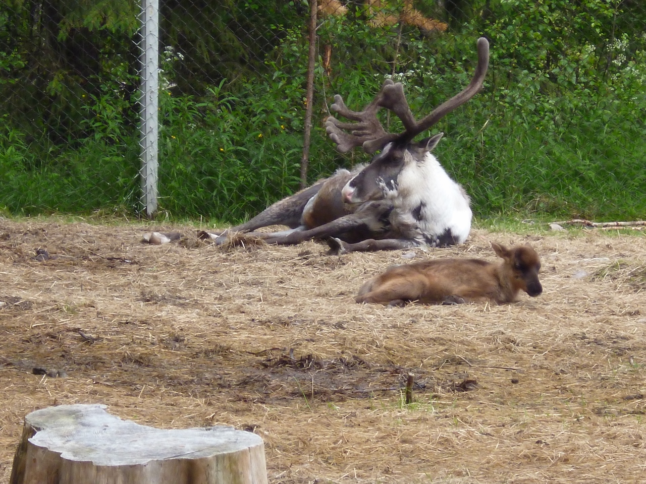 13.06.17 (21) - Centre des grands carnivores de Kuusomi (1280x960)